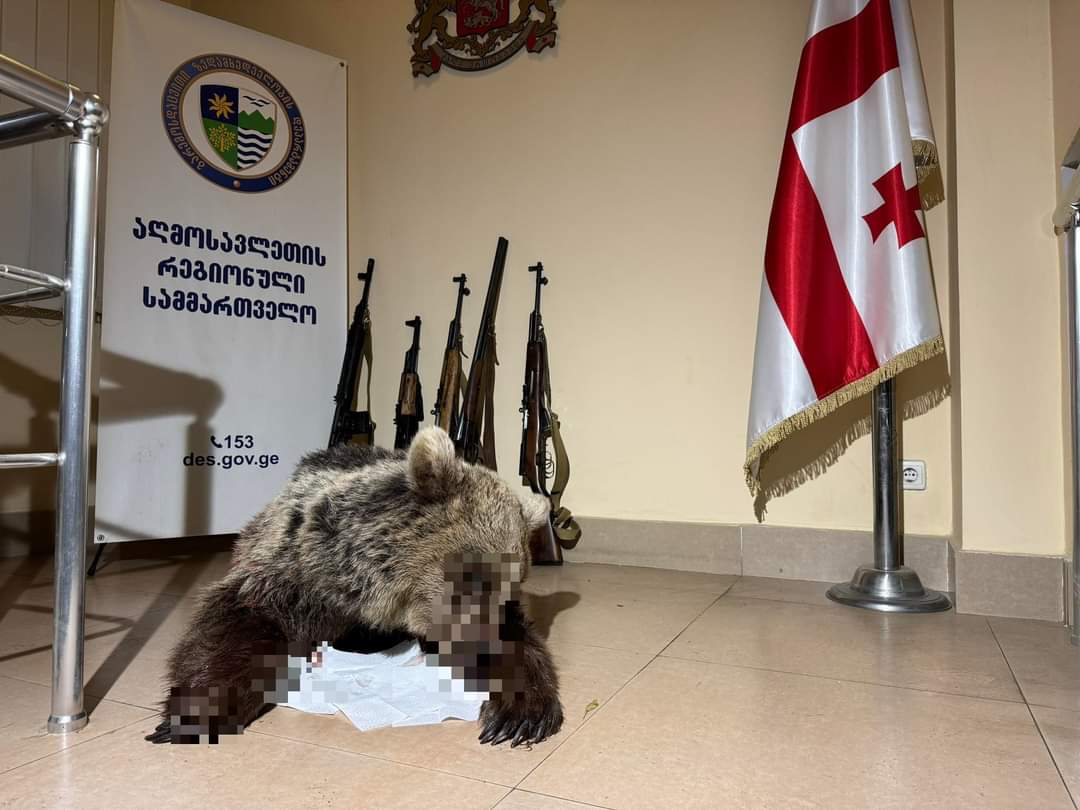 საქართველოში წითელ წიგნში შესული მურა დათვი მოკლეს