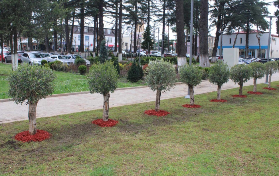 სოფელ ნერგეეთში გარდაცვლილთა ხსოვნის პატივგების ნიშნად ბაღდათის სკვერში ზეთისხილის 9 ხე დაირგო 