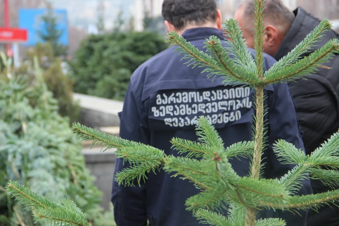 წიწვოვანი ხეების რეალიზაციაზე კონტროლი მკაცრდება