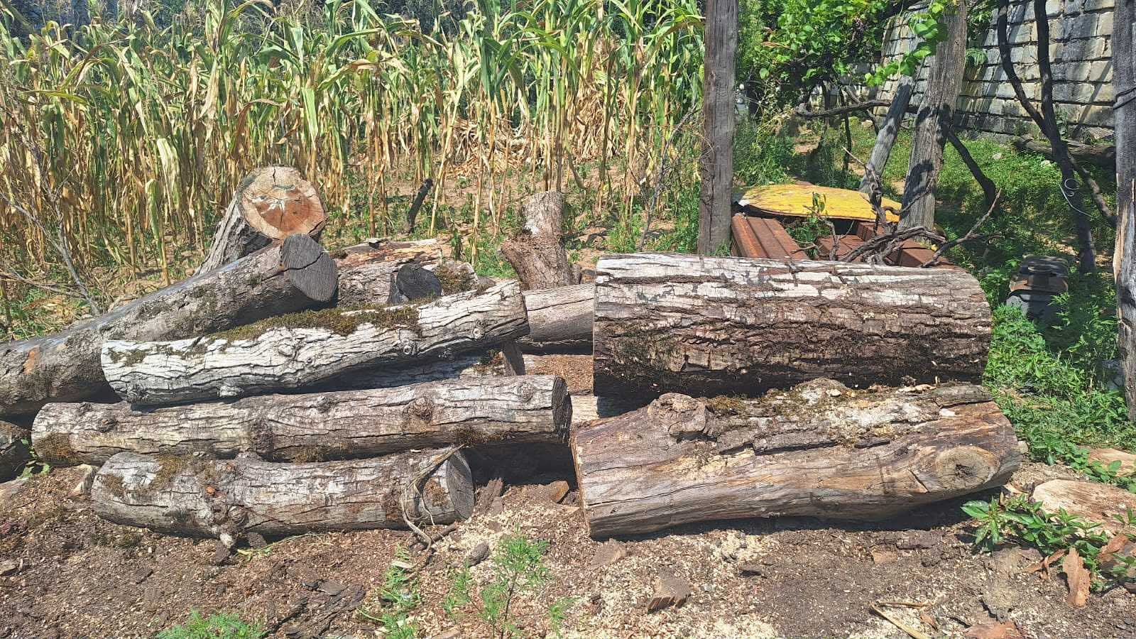 ხარაგაულის მუნიციპალიტეტში უკანონო სახერხი საამქრო გამოავლინეს