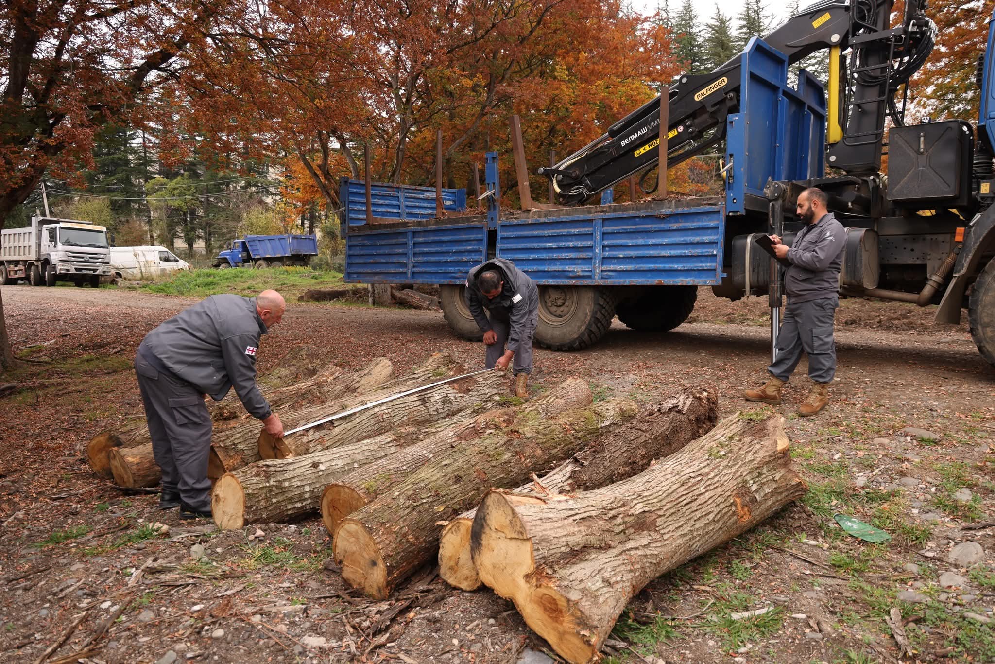 იმერეთში წითელი ნუსხით დაცული წაბლის უკანონო ჭრის ფაქტი გამოავლინდა