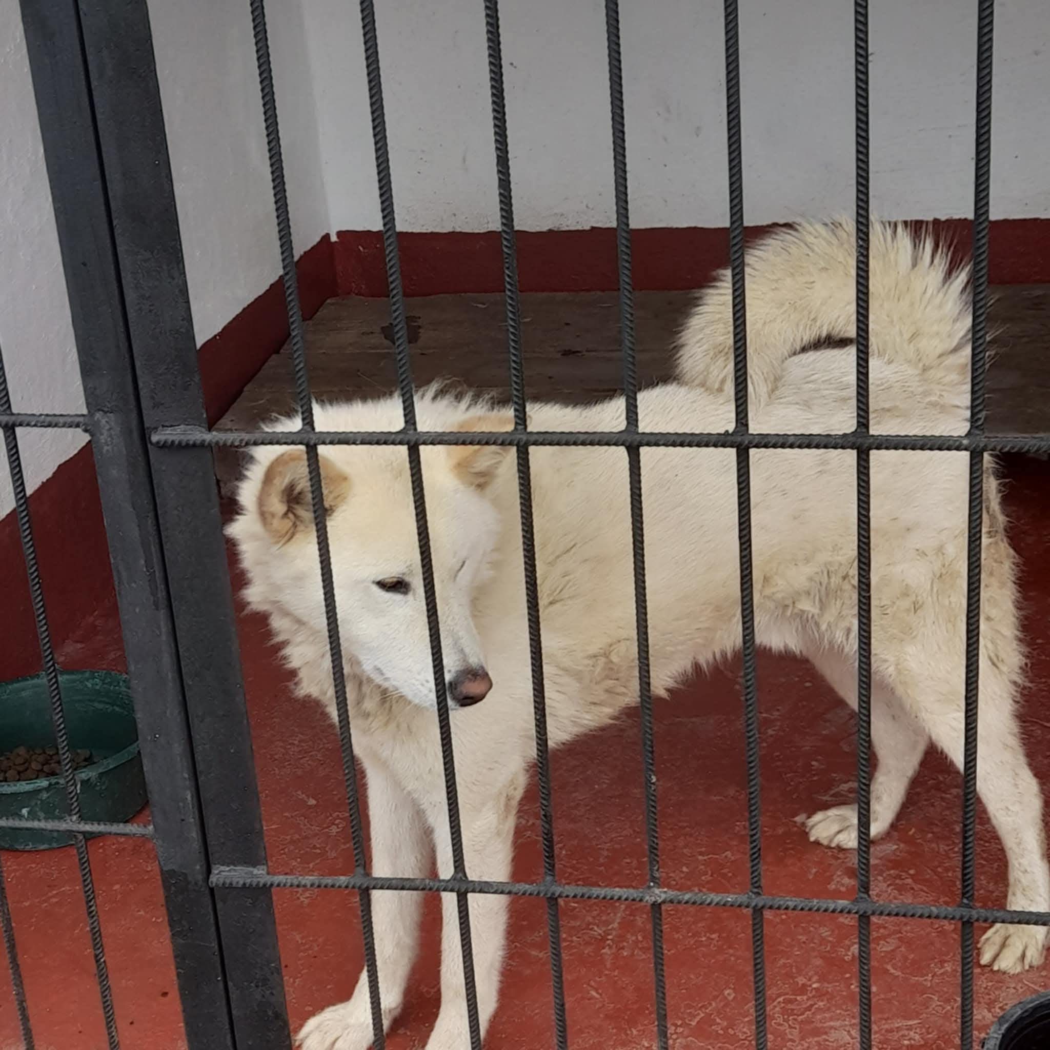 დღეიდან შინაური ცხოველებისთვის კუდის და ყურების მოჭრა იკრძალება 