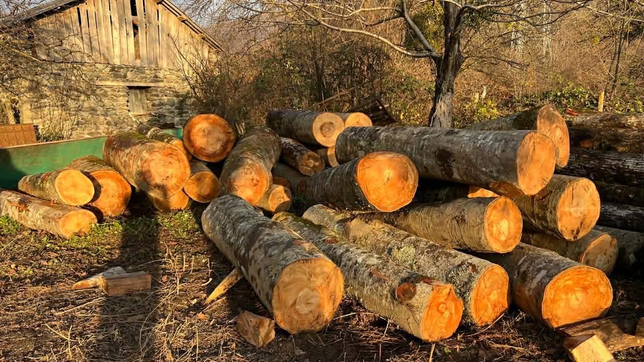 იმერეთში უკანონო ტყითსარგებლობის 245 ფაქტი გამოვლინდა-დეკემბრის სტატისტიკა