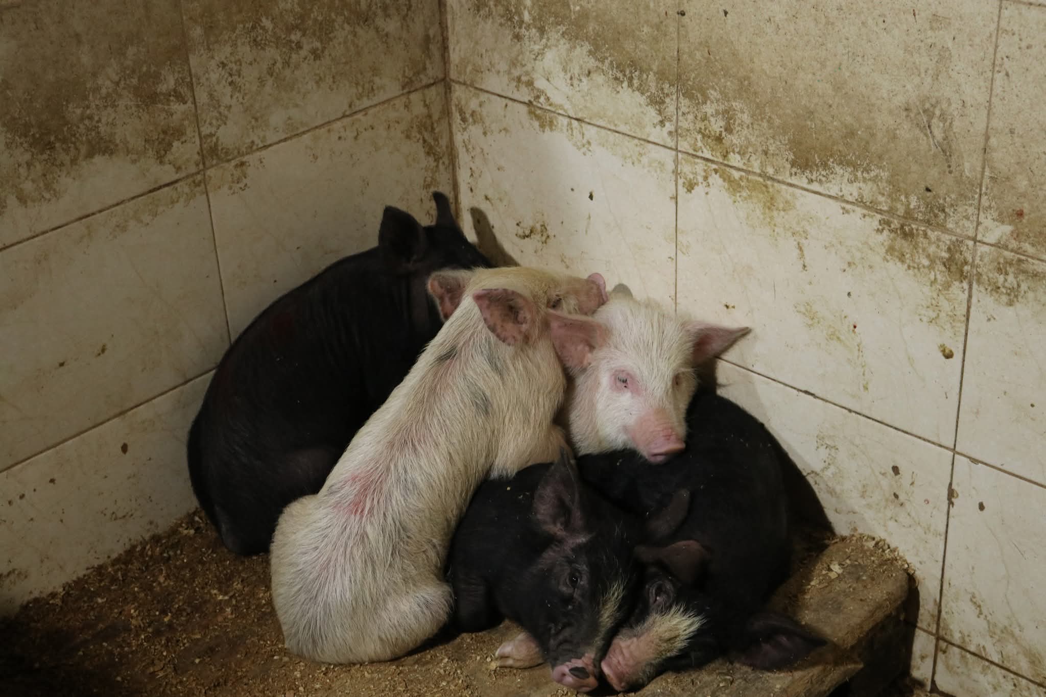  ქუთაისში არალეგალური სასაკლაო გამოავლინეს