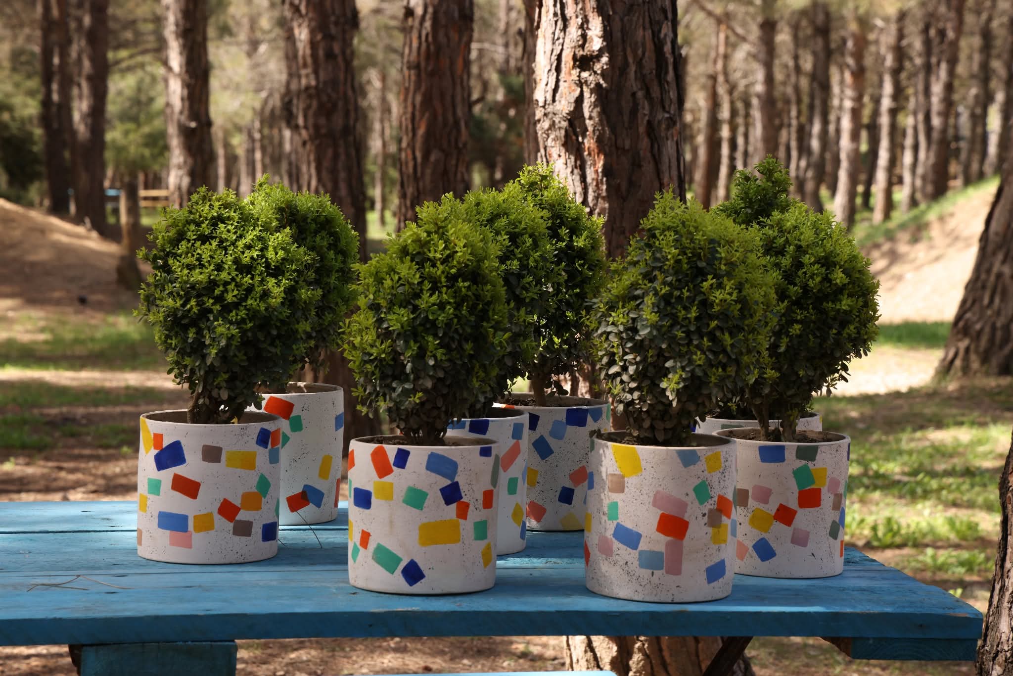 ბზობის დღესასწაულის მოახლოებასთან ერთად ბზის მოჭრაზე კონტროლი მკაცრდება