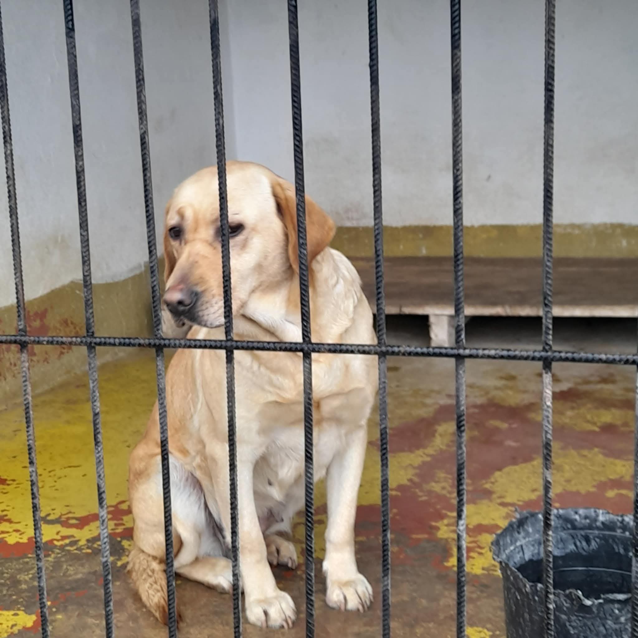 სურსათის ეროვნული სააგენტო იმერეთის მასშტაბით ცხოველების აცრის განრიგს აქვეყნებს 