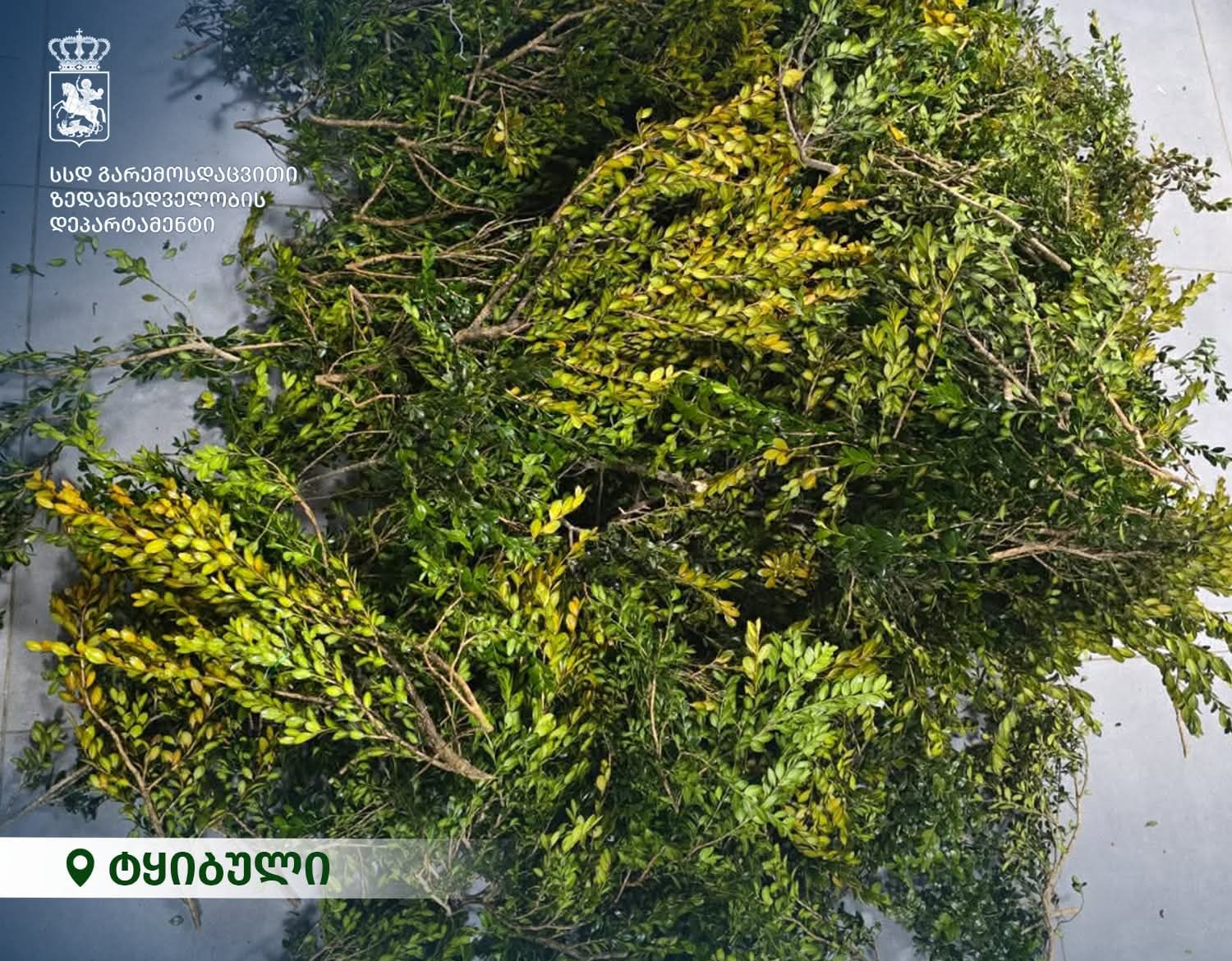 ტყიბულში ბზის უკანონოდ მოპოვების ფაქტი გამოვლინდა 