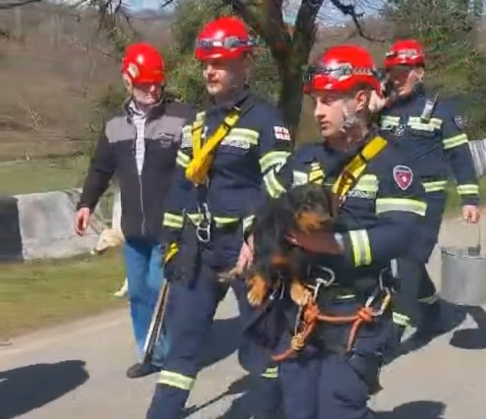 კურსების მეწყრული ზონიდან ცხოველები გამოიყვანეს