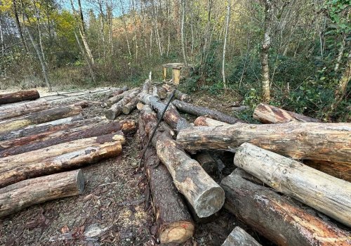 იმერეთში უკანონო ტყითსარგებლობის 22 ფაქტი გამოვლინდა-ნოემბრის სტატისტიკა