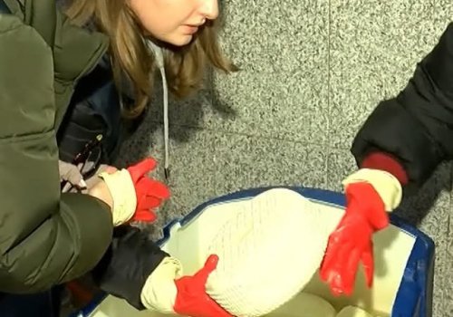 ქუთაისში ყველის კუსტარული საწარმო გამოვლინდა